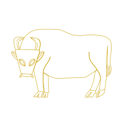 cattle (dwarf mutu cow)